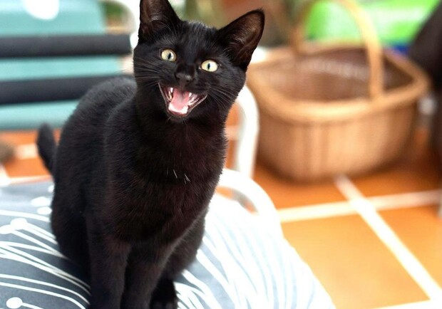 Бывший разработчик Amazon создал приложение-переводчик с кошачьего. Фото: murkoshka.