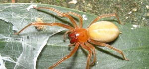 Из-за укуса паука: в Днепре мужчине ампутировали обе ноги