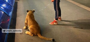 Без намордника: в центре Харькова девушка выгуливала льва