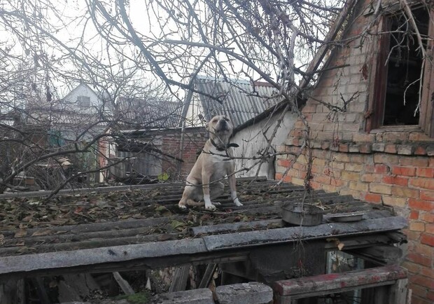 В Запорожье просят помочь собаке / фото: fb Галина Грищенко