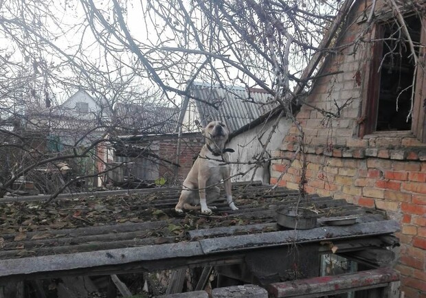 В Запорожье спасли собаку / фото: fb Галина Грищенко