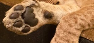 Радостная новость: львенок, которого таскали по одесским клубам, поедет в Африку