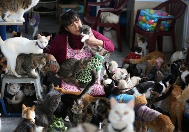 В Запорожье 40 котов и 3 собак могут выгнать на улицу. Фото: Getty Images