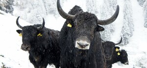 Сфоткайся с рогатым: киевский зоопарк объявил новогодний конкурс на лучшее фото