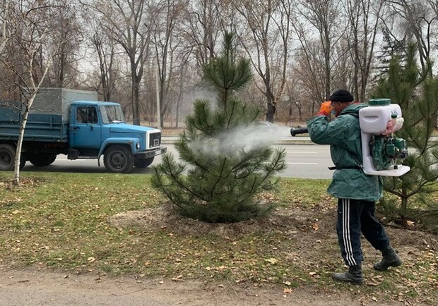 Спилите – будет вонять: в Запорожье защитили елки от вандалов - фото горсовет Запорожья