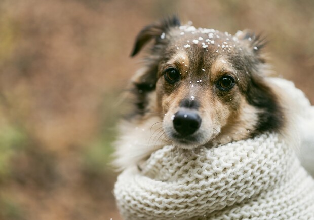 Помогите найти: в Запорожье из-за салютов массово потерялись собаки  - фото freepik.com