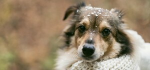Помогите найти: в Запорожье из-за салютов массово потерялись собаки 