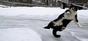 Получи ответ: сколько одесситов травмировались из-за гололедицы