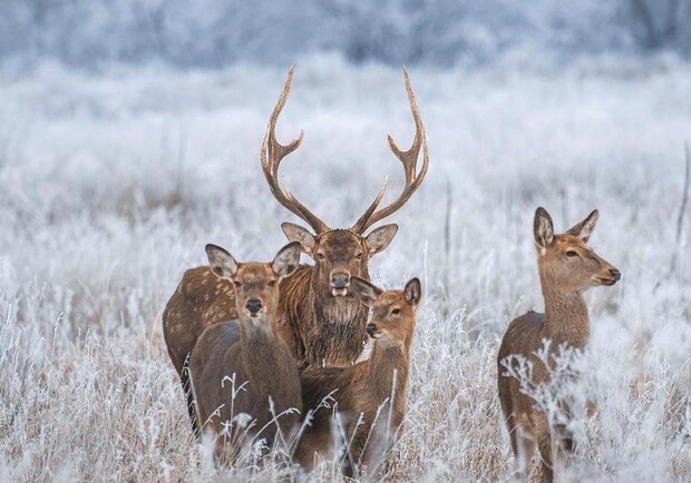 На Хортице заметили семейство оленей - фото: instagram Игоря Лаврова