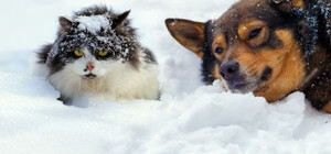 Спаси маленькую жизнь: как помочь бездомным животным во время сильных морозов