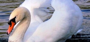 Не мог улететь: на Самаре спасли беззащитного лебедя (видео)