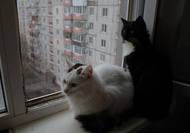 В Запорожье около 30 котов и кошек ищут дом. Фото: fb Анна Вага