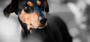 Разбросали яд: в Гидропарке обнаружили тела отравленных собак