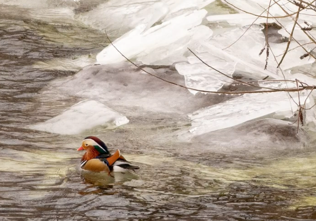 Появились новые виды: на Хортице посчитали водоплавающих птиц  - фото: Национальный заповедник Хортица