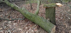 Слов нет: в Кушугуме срубили полсотни молодых дубов (фото)