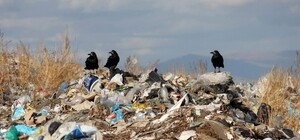 Шикарный вид: за новым ТЦ на Бородинском устроили свалку (видео)