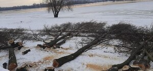 Срубленные деревья и строительная техника: что происходит на Днепровской набережной