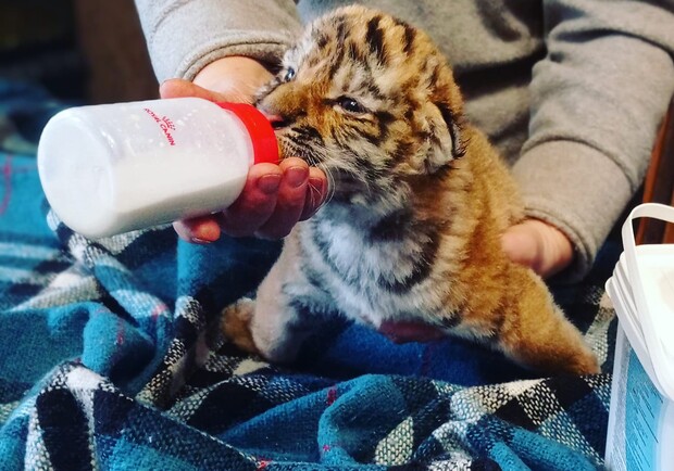 Милота: в Васильевке выбрали имена новорожденным тигрятам и львенку - фото