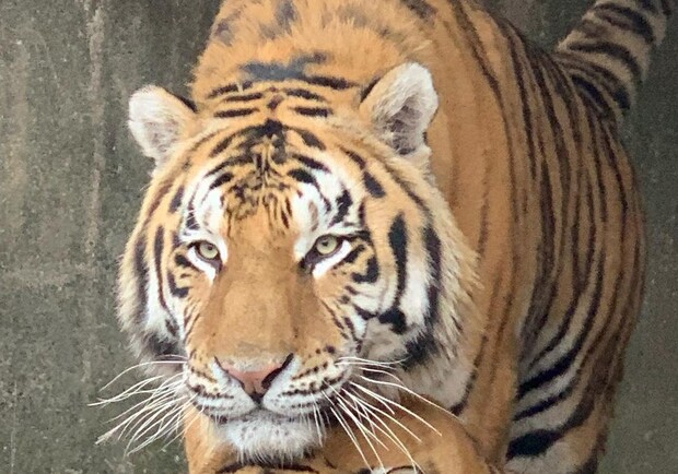 В мелитопольском зоопарке показали, как тигр отреагировал на снег - фото: zoopark_strausug