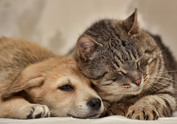 За 850 тысяч: в Запорожье стерилизуют бездомных котов и собак. Фото: pexels