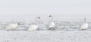 Ведмежа послуга: на озерах Львівщини через людську доброту масово гинуть лебеді