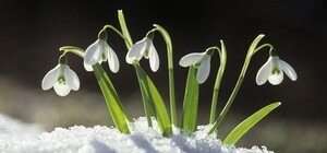 Берегите природу: на сколько будут штрафовать днепрян за продажу подснежников