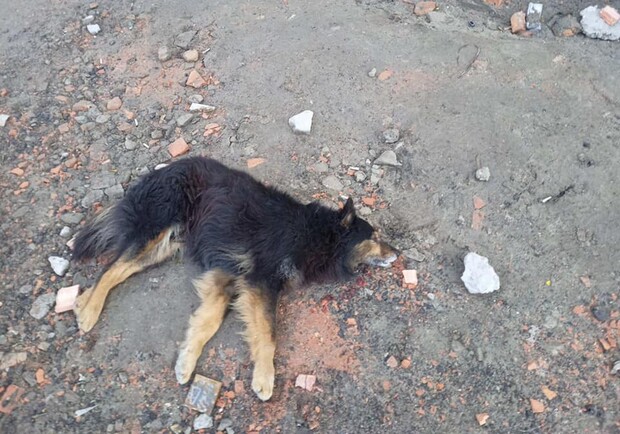 В Запорожье с четвертого этажа сбросили собаку: ей нужна помощь. Фото: fb Ирина Ивановна Дидур