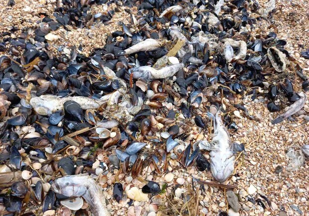 На Азовском море массовый мор рыбы: убытки составляют десятки миллионов. Фото: fb Азовский рибоохоронний патруль