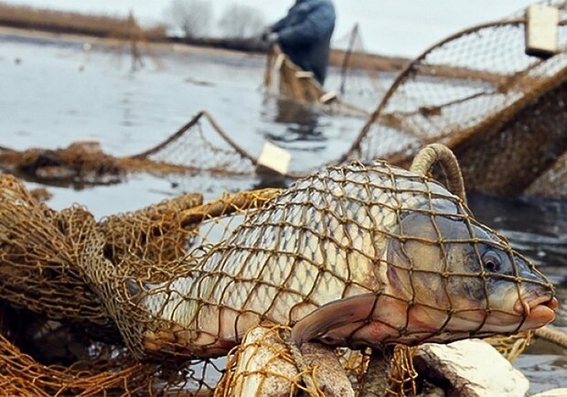 В Приморском районе браконьеры наловили рыбы на 104 тысячи. Фото: Getty Images