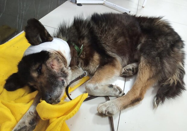 В Запорожье спасают раненного пса  - фото: fb Елена Пылова