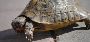 Нереально догнать: из Одесского зоопарка сбежали черепахи 