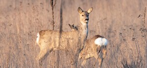 На период размножения диких животных: на Хортице наступило 
