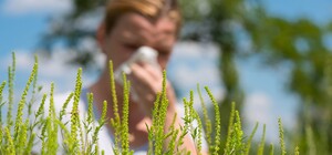 Цифра дня: сколько в Полтаве потратят на борьбу с амброзией