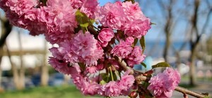 Возле фонтана: на площади Свободы высадили 20 сакур и 5 магнолий