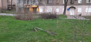 Ну что за люди: в сквере Яланского снова сломали молодые деревья
