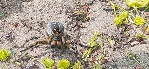 Ой, мамочки: в Днепре на детской площадке заметили огромного тарантула (фото)