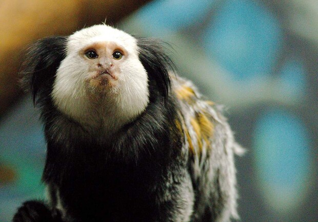 В Бердянском зоопарке показали детенышей карликовых обезьян. Фото: animalreader