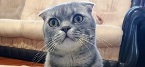 Били ногами по голове: в Днепре  домушники пытали ребенка и похитили кота