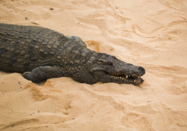 Внезапно: на пляже в Кирилловке заметили мертвого крокодила - фото freepik.com