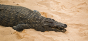 Внезапно: на пляже в Кирилловке заметили мертвого крокодила