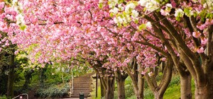 Не прошли мимо: в центре Полтавы украли сакуры