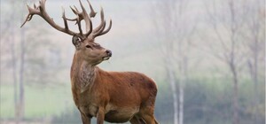 Животное из Красной книги: под Харьковом браконьеры убили беременную олениху