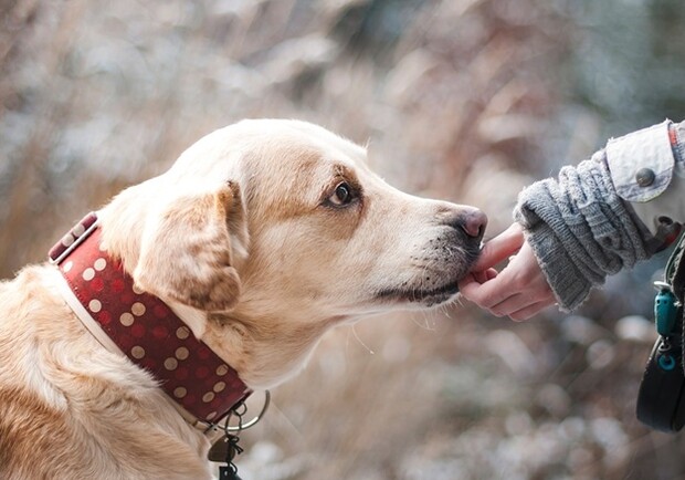 В Запорожье хотят создать парк для выгула собак. Фото: pixabay