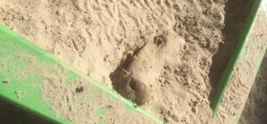 Баловство или ритуал: в Киеве на детской площадке нашли свиную голову