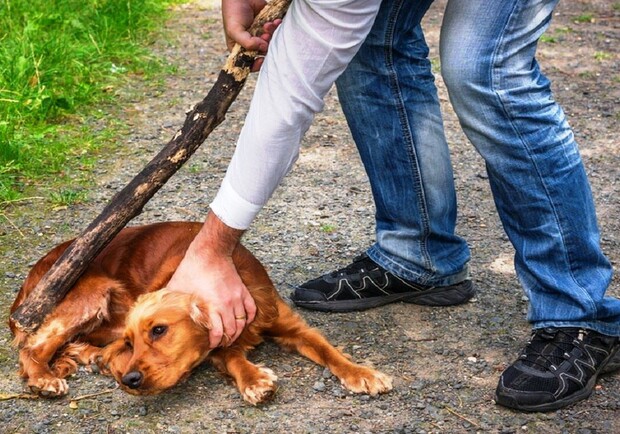 Били на глазах у детей: запорожский суд забрал собак у хозяев за жестокое обращение. Фото: Getty Images