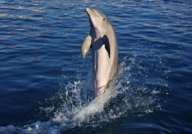Милота: в Бедрянске дельфин "устроил представление" в Азовском море (видео) - фото