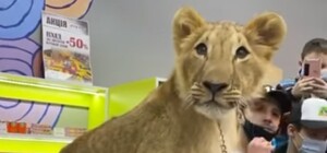 Был живой игрушкой: волонтерка из Днепра спасла львенка, над которым издевался хозяин