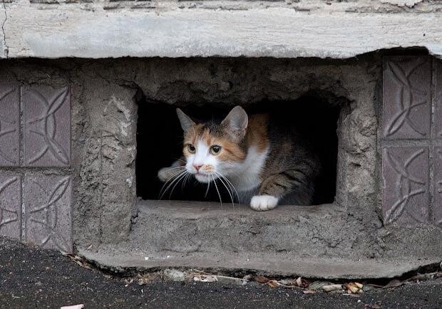Замуровали, демоны: в Запорожье в нескольких домах замуровали кошек. Фото: pexels
