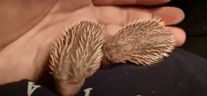 Кормит и растит: киевская зоозащитница приютила шесть ежиков-сирот