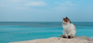 Оставьте зонт дома: погода в Запорожье и на курортах Азовского моря